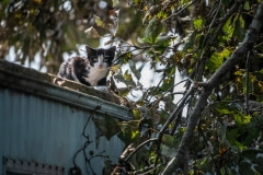 Cat who survived the hurricane, stranded on a roof, surrounded by flood waters. North Carolina, USA.