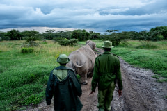 Northern white rhino caretakers Zacharia Kipkirui (left) and Peter Esegon (right) usher Fatu and Najin into their holding area at the end of the day at Ol Pejeta conservancy in Central Kenya a couple days before their procedure. Kenya, 2019. Justin Mott / Kindred Guardians Project / We Animals Media