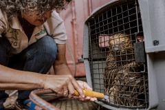 Pool washes and checks the health of a recently rescued two-toed sloth at her rehabilitation center in Saramacca, Suriname, 2019. Justin Mott / Kindred Guardians Project / We Animals Media
