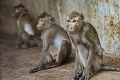 A macaque breeding facility. Laos, 2011.