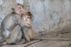 A monkey protecting his blind cage mate at a macaque breeding facility. Loas, 2011.