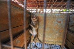A segregated monkey at a macaque breeding facility. Laos, 2011.