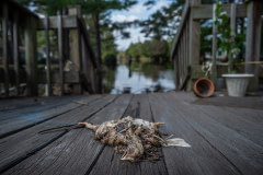 Drowned body of a broiler chicken on a porch. USA, 2018. Jo-Anne McArthur / We Animals Media