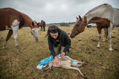 Louise Bonomi with a joey who was injured by the bushfires. Curious horses in the pasture came over to investigate. Australia, 2020. Jo-Anne McArthur / We Animals Media