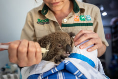 A ten-month-old koala receives care and treatment at an RSPCA triage site. She lost her mother in the forest fires and her back paws are scorched. She eats browse (leaves) but still breastfeeds so she is being given a milk supplement, and is on pain medications via an IV. Australia, 2020. Jo-Anne McArthur / We Animals Media
