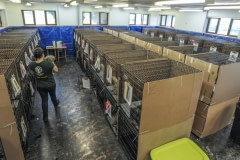 A makeshift clinic for rescued puppy mill dogs. Canada, 2015.