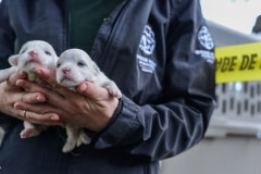 Puppies being rescued from a puppy mill. Canada, 2015.
