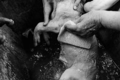 Washing the body of Shmuel, a rescued piglet who did not survive. Australia, 2013.