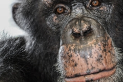 Arthur, formerly used in invasive research, now lives at Save the Chimps. USA, 2014.