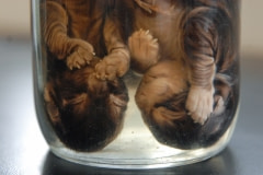 Kittens at a veterinary school. Canada, 2007.