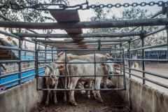 Loaded onto trucks at the saleyards. Thailand, 2019.