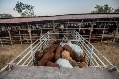Being unloaded from a truck to the saleyards. Thailand, 2019.