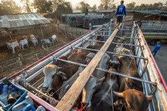 Animals packed onto trucks at the saleyards. Thailand, 2019.