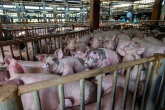 Pigs crammed in to pens at saleyards. Taiwan, 2019.