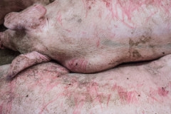 Pigs with injuries at the saleyards. Australia, 2017.
