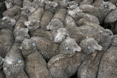 Tightly packed sheep at the saleyards. Australia, 2013.