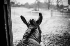 Pensive donkey. Farm Sanctuary, USA, 2014.