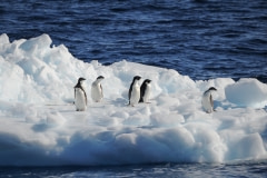 Penguins in the Antarctic Ocean. 2010.