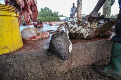 Animals at an open air slaughterhouse. Tanzania, 2011.