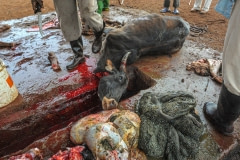 Dying at a slaughterhouse. Tanzania, 2011.