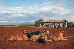 Dogs awaiting animal remains at an open air slaughterhouse. Tanzania, 2011.