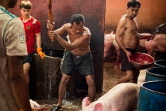 Clubbing a pig before slaughter. Thailand, 2019.
