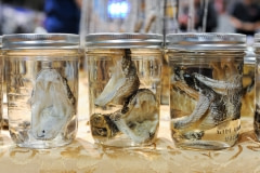 Preserved rattlesnake heads for sale at the festival. USA, 2015.
