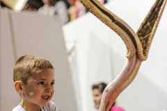 Tourists pay for their children to dismember snakes. USA, 2015.