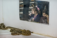 Children watching snakes in the presentation area. USA, 2015.