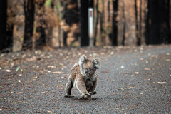 A mother koala and her joey who survived the forest fires in Mallacoota.