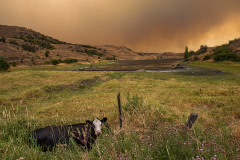 Cows grazing near Goose Lake in Vernon BC. Thick smoke from the White Rock Lake wildfire billows in the background.