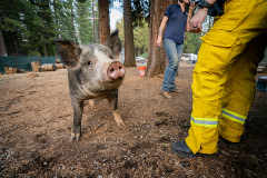 A pig stands close to his rescuers within the active Caldor Fire zone, before they relocate him to safety.