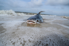 One of many dead fish along this stretch of coast in the Gulf of Mexico.