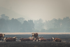 Cattle grazing in a dry and fire-scorched landscape near Corryong.