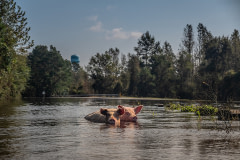 Pigs who survived the hurricane and escaped their farm, swim through flood waters.