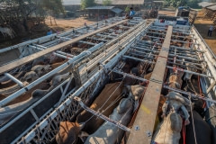 Cattle in transport. Thailand, 2019.