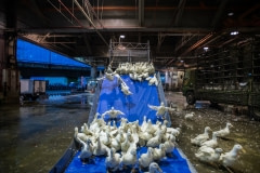 Ducks are unloaded from trucks to slaughter. Taiwan, 2019.