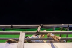 Cow with leg stuck between bars on a transport truck. Haifa Port, Israel, 2018.