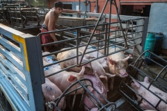 Pigs being unloaded from trucks to slaughter. Thailand, 2019.