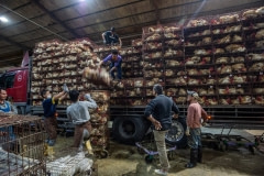 Chickens being unloaded from trucks at slaughter. Taiwan, 2019.