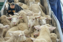 Sheep being loaded onto trucks from sale yards. Australia, 2013.