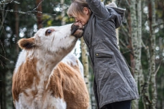 Piia Anttonen and a rescued cow at Tuulispaa. Finland, 2015.