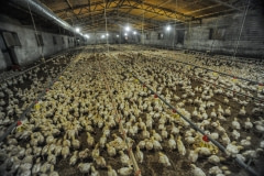 Chicken factory farm. Spain, 2011.