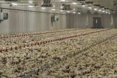 Chicken factory farm. Sweden, 2012.
