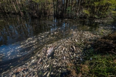 Dead fish floating in floodwaters after Hurricane Florence in North Carolina. USA, 2018.