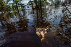 Drowned body of a broiler chicken in the flood water. North Carolina, USA.