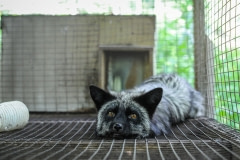 A silver fox at a fur farm, which has since been closed down. Canada, 2014.