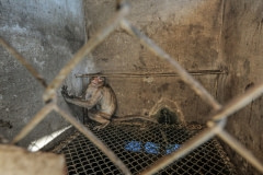 A sick monkey in quarantine at a macaque breeding facility. Laos, 2011.