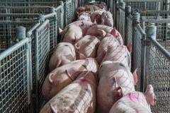 Many pigs being corralled between fenced enclosures at a sale yard. Australia, 2017.