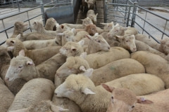 Sheep being loaded onto trucks from the sale yards. Australia, 2013.
